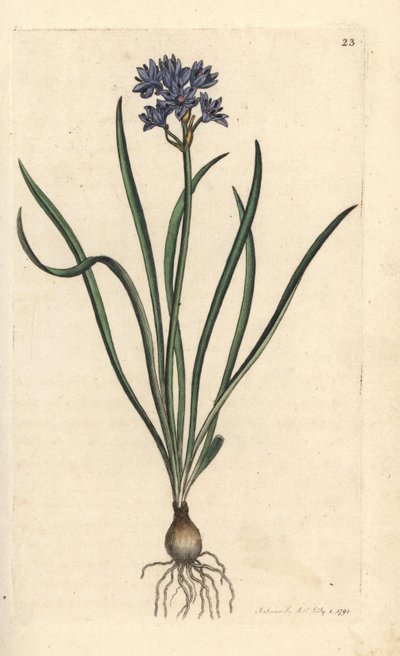 Scille de printemps - James Sowerby