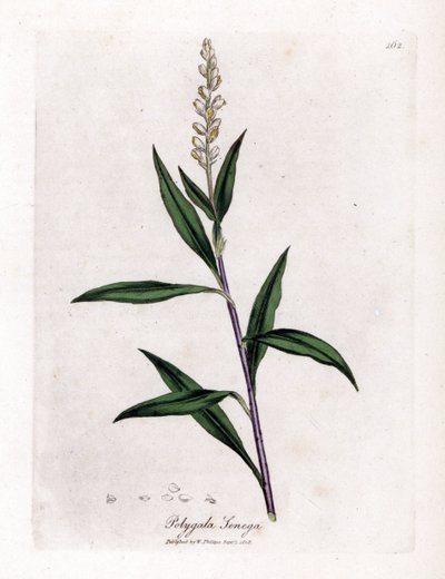 Polygale de Virginie - Senega, Polygala senega - James Sowerby