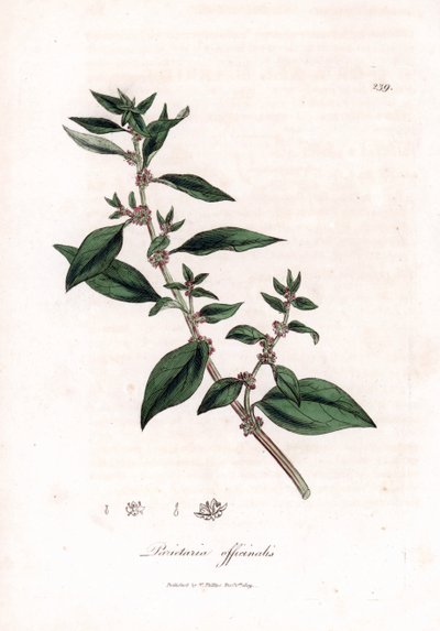 Pariétaire officinale, Parietaria officinalis - James Sowerby