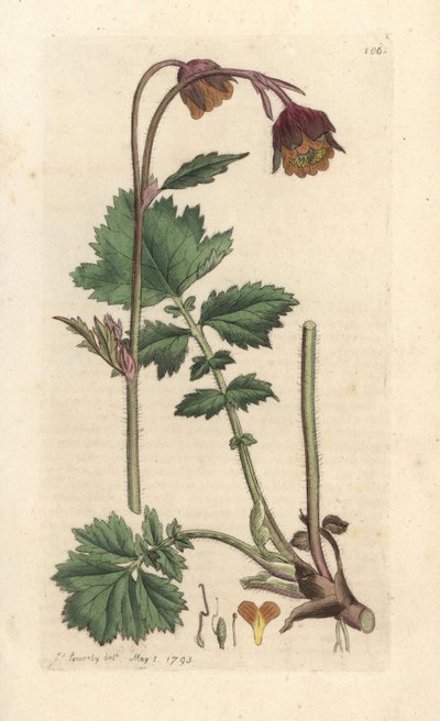 Benoîte des ruisseaux - James Sowerby