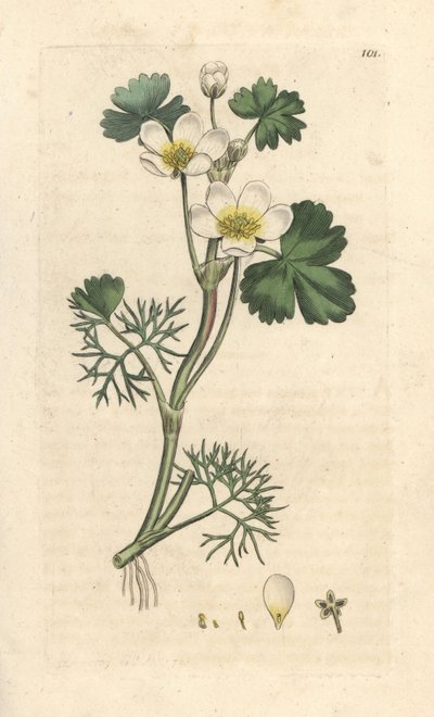 Renoncule aquatique, Ranunculus aquatilis (Bouton d