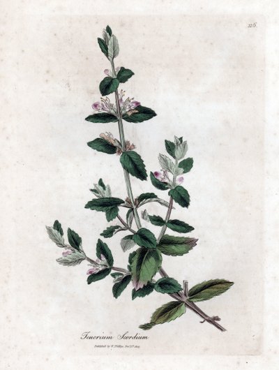 Germandrée d