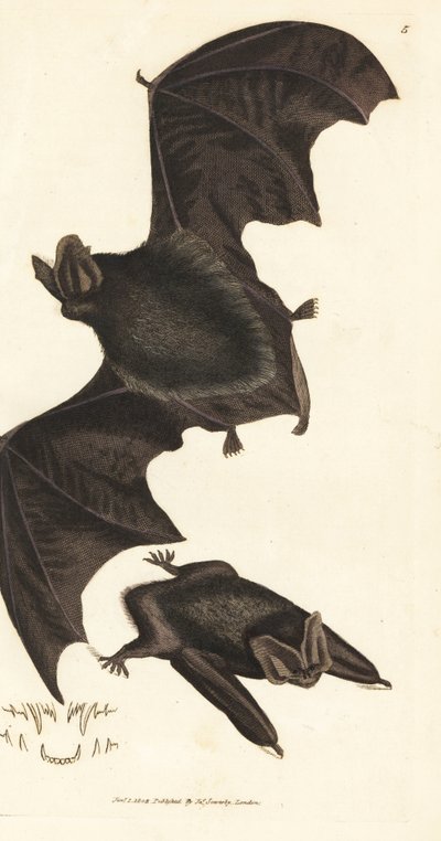 Barbastelle d