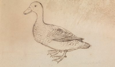 Canard siffleur à face blanche - James Sowerby
