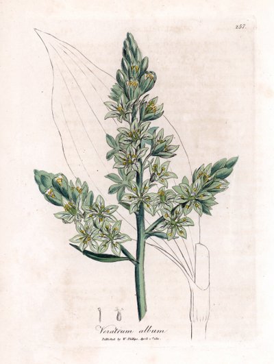 Vératre blanc (anciennement hellébore blanc) - James Sowerby