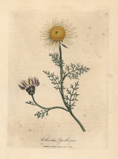 Camomille espagnole blanche et jaune, Anthemis pyrethrum - James Sowerby