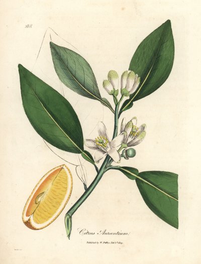 Fleur blanche et segment de fruit mûr de l