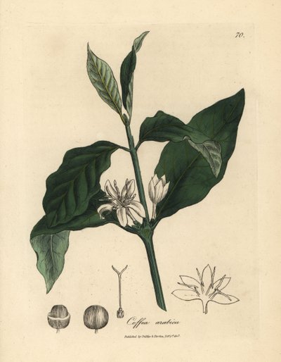 Fleur blanche, feuilles et fève du caféier, Coffea arabica - James Sowerby