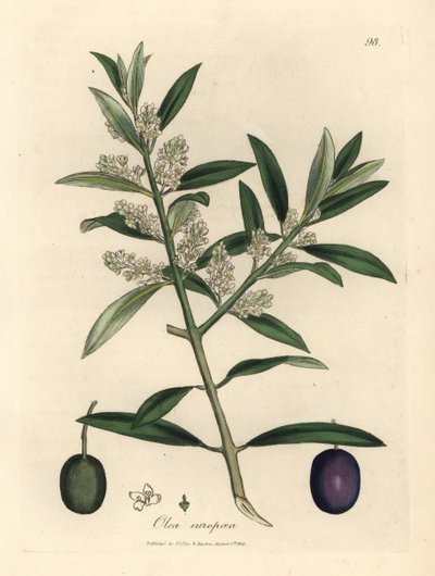 Olivier européen à fleurs blanches avec fruits, Olea europaea - James Sowerby