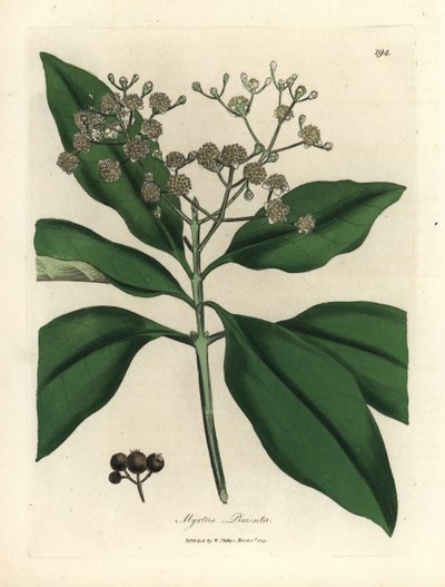Arbre à épices à fleurs blanches, Myrtus pimenta - James Sowerby