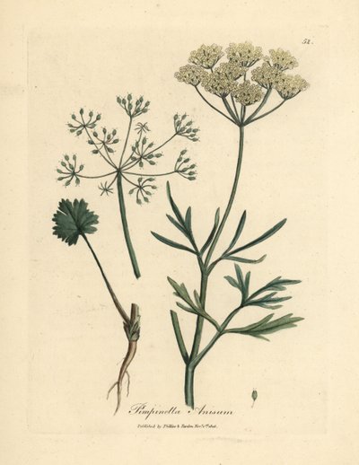 Anis à fleurs blanches, Pimpinella anisum - James Sowerby