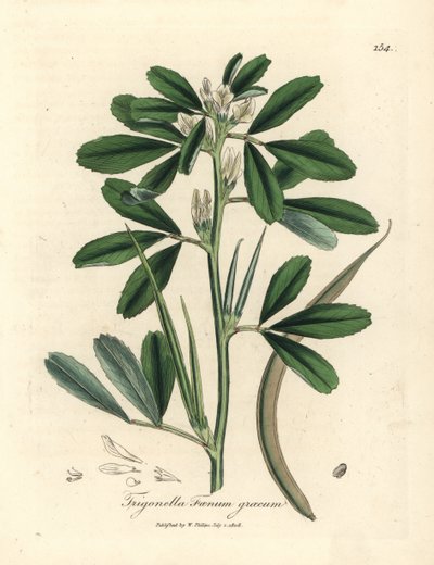 Trigonella foenum graecum - James Sowerby