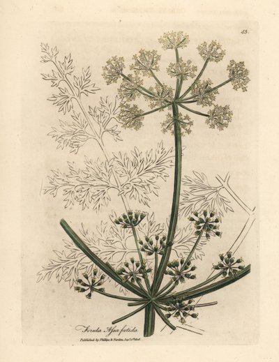 Fenouil géant à fleurs blanches ou asafetida, Ferula assafoetida - James Sowerby