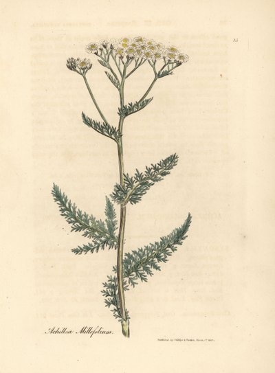 Achillée millefeuille à fleurs blanches, Achillea millefolium - James Sowerby