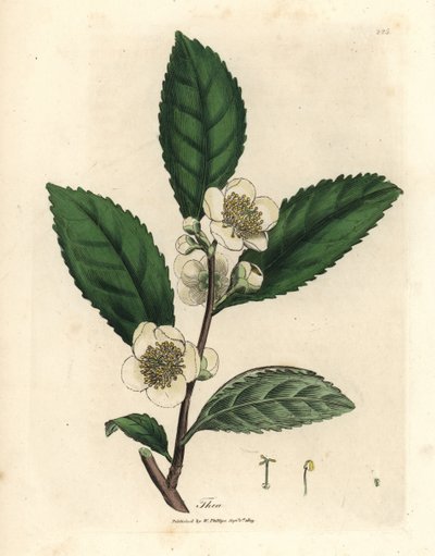 Fleurs blanches et feuilles de thé vert, Thea bohea, Camellia sinensis - James Sowerby