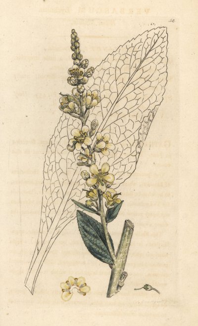 Molène blanche, Verbasum lychnitis. Gravure à la main en couleur d