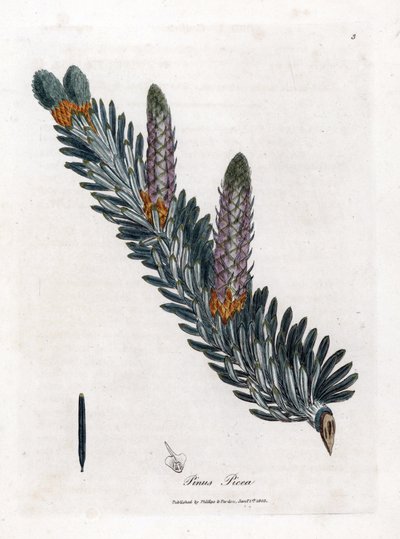 Sapin blanc ou sapin commun - Sapin argenté, Abies alba. Gravure à la main en couleur d
