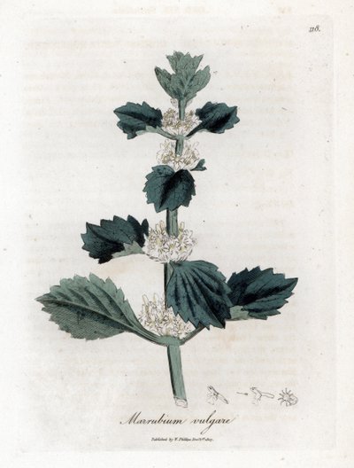 Marrube blanc - Marrubium vulgare. Gravure à la main d