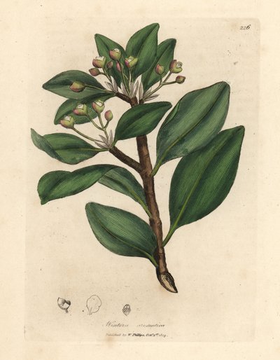 Écorce de Winter, Wintera aromatica, Drimys winteri - James Sowerby