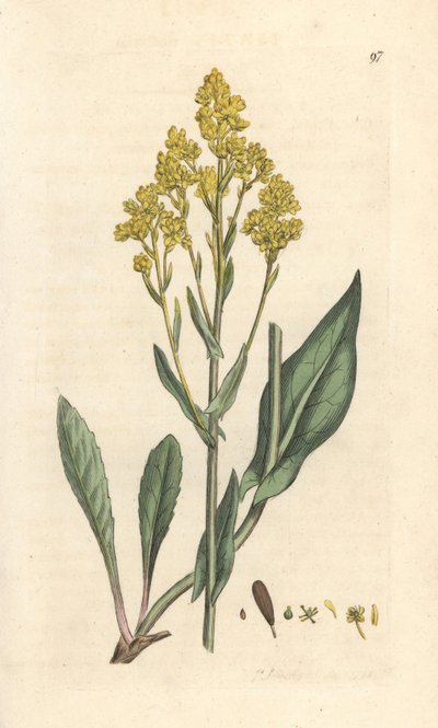 Pastel des teinturiers, Isatis tinctoria (Pastel des teinturiers ou guède). Gravure à la main en cuivre d