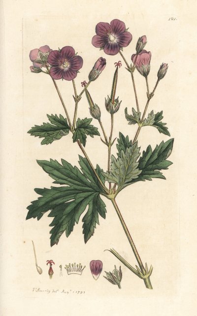 Géranium des bois, Geranium sylvaticum - James Sowerby