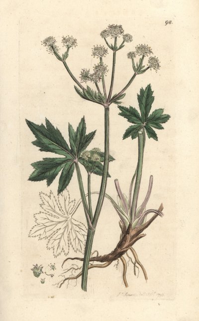 Sanicle d