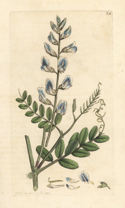 Vesce des bois, Vicia sylvatica - James Sowerby