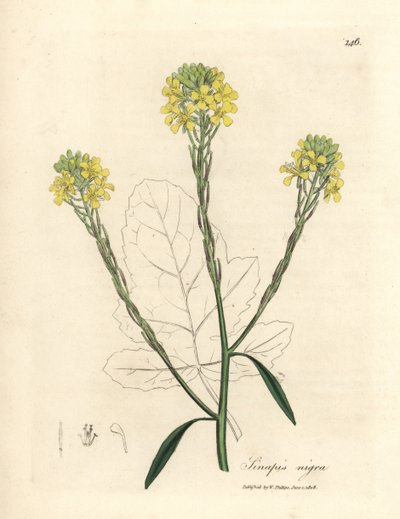 Moutarde noire à fleurs jaunes, Sinapis nigra - James Sowerby
