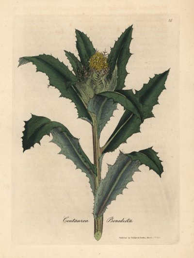 Chardon béni ou sacré à fleurs jaunes, Centaurea benedicta - James Sowerby