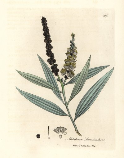 Arbre à cajeput à fleurs jaunes, Melaleuca leucadendron - James Sowerby