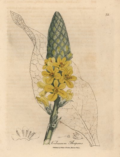 Molène à grandes feuilles à fleurs jaunes, Verbascum thapsus - James Sowerby