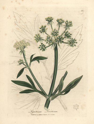 Livèche à fleurs jaunes, Ligusticum levisticum - James Sowerby