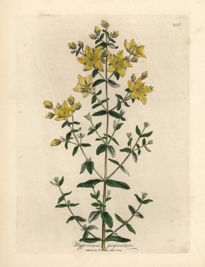 Millepertuis perforé à fleurs jaunes, Hypericum perforatum - James Sowerby