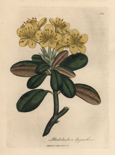Rhododendron à fleurs jaunes, Rhododendron chrysanthemum - James Sowerby