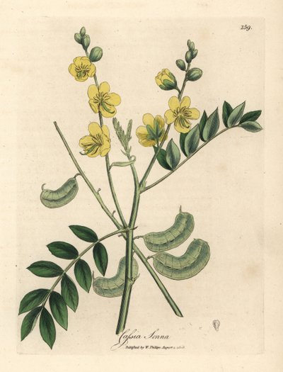Séné égyptien à fleurs jaunes avec gousses, Cassia senna - James Sowerby