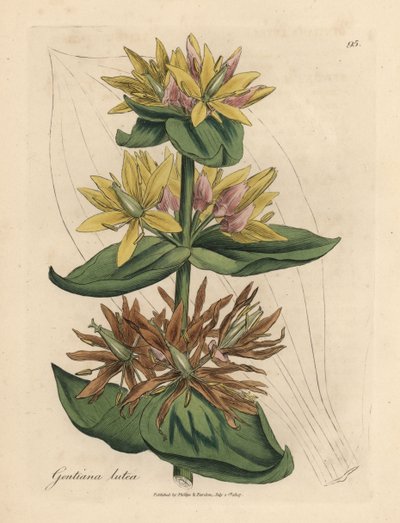 Gentiane jaune, Gentiana lutea - James Sowerby