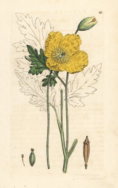 Pavot jaune ou gallois - James Sowerby