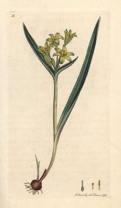 Gagée jaune - James Sowerby