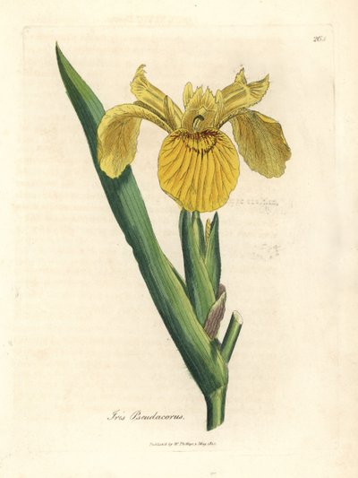 Iris jaune, Iris pseudocorus - James Sowerby