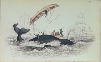 Baleine du Groenland, illustration de livre gravée par William Home Lizars (1788-1859) - James Stewart