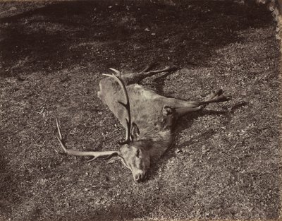 Le Cerf royal, vers 1870 - James Valentine