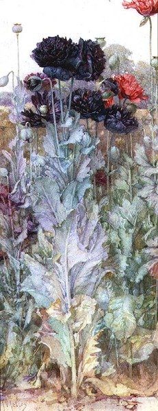 Coquelicots noirs et cramoisis - James Valentine Jelley