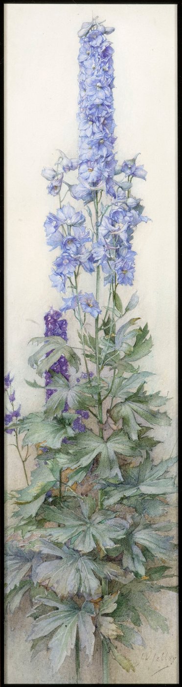Delphiniums, vers 1920 - James Valentine Jelley