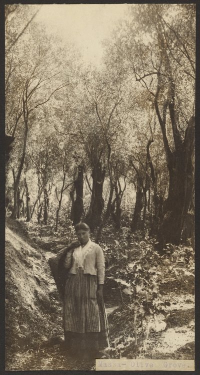Messe - Olive Grove - James W. Holcombe