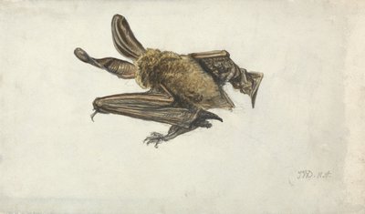 Une chauve-souris - James Ward