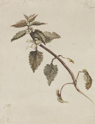 Une branche feuillue - James Ward