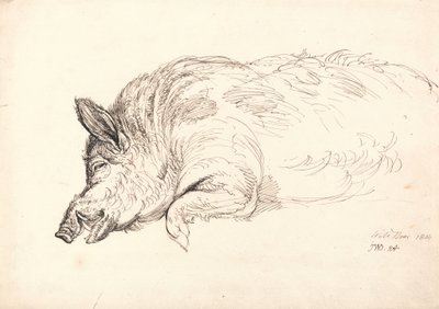 Un sanglier, endormi ou mort, 1814 - James Ward
