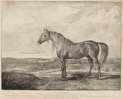 Copenhague, le cheval monté par le Duc de Wellington à la bataille de Waterloo, élevé par le Général Grosvenor, vers 1824 - James Ward