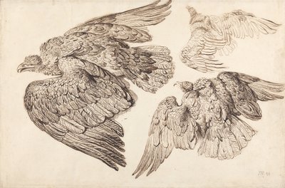 Aigles - James Ward