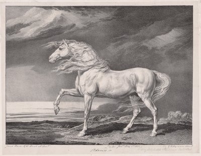 Quatorze chevaux célèbres : Adonis - James Ward